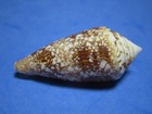 Conus Telatus  l a  Reeve  1848   beautiful     61 6mm 