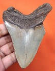 Megalodon Shark Tooth Real Fossil 3 86  - Shark Teeth - No Restorations