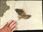 Two  Species Rare Priscacara Fish Fossil And Diplomystus On Huge Matrix Wyoming