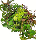 B2g1 Free - Mystery Bunch  Live Fish Tank Plants Aquarium Plant