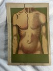 Vintage Brofly Press Layered Human Anatomy Chart Medical Teaching Aid