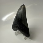 Megalodon Shark Tooth 3 69 Inch - Natural - Authentic Fossil - Real Teeth 20517