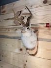       authentic Jackalope Taxidermy Mount     Original Wyoming Folk Art     Lodge Decor