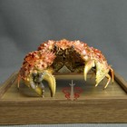 Crab Specimen Real Calappa Bicornis  Museum-quality Taxidermy   Display Box