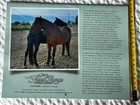 Front Range Equine Rescue - 2026 Wall Calendar - 13 Months - Gorgeous Horses 