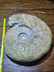 Massive 16lb Texas Eopachydiscus Ammonite Fossil Tx 12     Prepared  B-72 Applied 