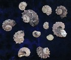 Twelve  12  Delphinula Laciniata Sea Shells Beach Decor Craft Aquarium