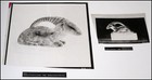 1975 Beniamino Bufano Ram Sculpture Photo Negatives San Francisco Bay Area Rare