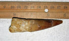3 Inch Long Spinosaurus Tooth Real Dinosaur Teeth Fossil Extinct Relic Spinosaur
