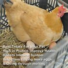 22 44 Lbs Bulk Dried Mealworms For Wild Birds Food Blue Bird Chickens Hen Treats