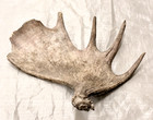 Real Moose Antler Shed Craft Art Antlers Decor Rustic Home Cabin Wedding Display