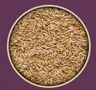 Whole Oats Horse Feed     Premium Bulk Nutrition  50 Lb Bag With Added Vitamins
