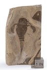 Eurypterid  sea Scorpion  Fossil Eurypterus Remipes Silurian Herkimer County Ny