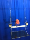 Parrot Bird Swing Hanging Indestructable Perch Trims Beaks Nails Tray Toys