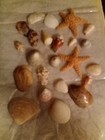 Large Sea Shell Collection Starfish - Various Shapes And Sizes Beautiful 