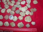 1 Fossil Brachiopod Per Lot   359 To 416 Million Years Old 