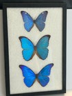 Two Framed Taxidermy Real Butterflies Displays  3 Blue Morpho And Exotics Guyana