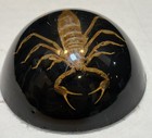 Vintage Scorpion Insect Lucite Dome Taxidermy Paperweight 2    Felt Bottom