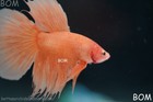 Live Betta Male Peach Orange Halfmoon Combtail   Bom-b389