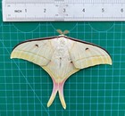 Pack Of 2 Real Male Luna Moths   5  Open Wings Insect Taxidermy Frame