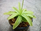 Carnivorous Primrose Butterwort  pinguicula Primuliflora  Plant 3 Inch Pot