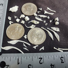     western Diamondback Rattlesnake Snake Skull Puzzle 35p Kit Specimen Model Sk27