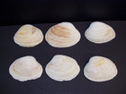 Clam Shell Lot   6  Top Neck  Medium Size Crafts Decor Art Decoupage Epoxy