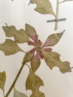 Antique Herbarium Pressed Botanical Specimen  1950s Summer Poinsettia 11  X 17 