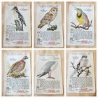 94 Vintage World Of Nature Coca Cola Study Cards Series 1930 s Series 1 Thru 8