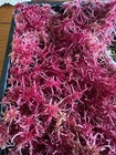Live Sphagnum Moss - Red Form - 1 Measuring Cup Full