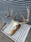Whitetail Deer European Mounts