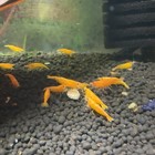 10   Extra Orange Sunkist Shrimp Freshwater Neocaridina Aquarium Live Guarantee