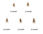 Live Crickets  acheta  100 -5000 Count Free Shipping Guaranteed Live Delivery