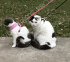 Meow Cat Harness And Leash Set   Escape-proof   Safe   Adjustable Kittycat Vest 