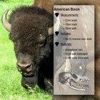 American Bison Skull - 1 24 Scale Miniature Desert Diorama By The Scale Grail