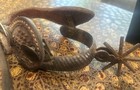 Vintage Mexican Charro Style Spurs