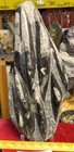        Nice Orthoceras Plate 16    X 7    Polished Devonian Fossils 7 Pounds 6 Ounces