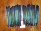 20 Magpie Tail Feathers 8 5 to 9  Native American Fly Tying Art craft