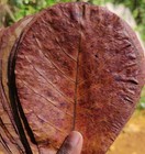10pcs Large Indian Almond Catappa Ketapang Leaves Aquarium Betta Shrimp Fish