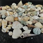 Sea Shells Lot Assorted Spiral Scallop Conch Natural Craft Decor Beach 1 185 Lb