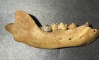 Cave Bear Jaw Fossil  ursus Spelaeus   Romania Free Shipping