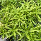 Pogostemon Helferi Downoi   Aquarium Plants Factory  