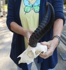 South African Male Springbok Skull With 10-11 Inch Horns  Taxidermy   51710