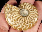 Highly Polished  Sutured Ammonite Fossil From Mahajanga Madagascar 4 33