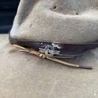 Early 20th Century Boy Scouts Of America Leaders Cap