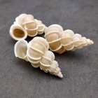 Precious Wentletrap Seashell Epitonium Scalare  1 Shell Approx  1 5  Inches 