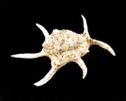 One Giant Beautiful Spyder Conch Shell  lambis Chiragra  8-10  Beach Decor