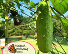 250  Cucumber Seeds  boston Pickling    Heirloom  Non-gmo  Vegetable Gardening