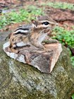 Chipmunk Taxidermy  Eastern Chipmunk Mount  Squirrel Taxidermy  Wildlife  Gift 