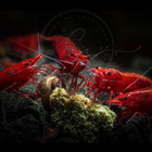 10 Premium Fire Red Neocaridina Shrimp Live Freshwater Aquarium Shrimp